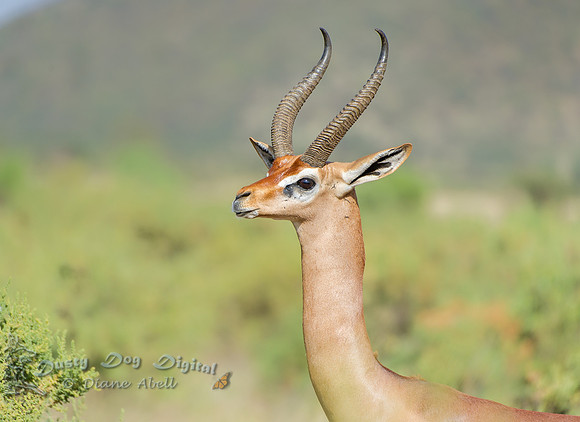 Gerenuk Portrait