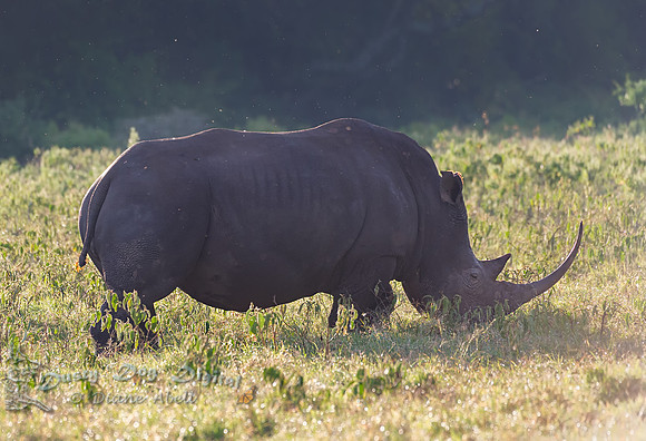 Black Rhinoceros