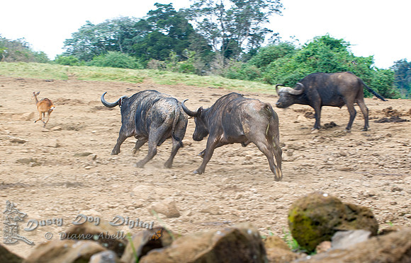 Buffalo Skirmish