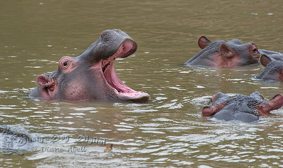 Posturing Hippo