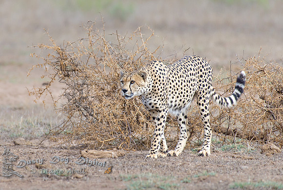 Cheetah 2