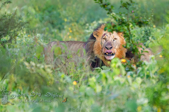 Lion After the Kill