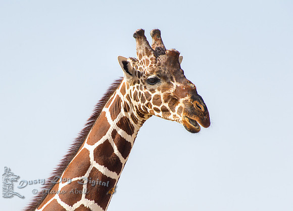 Reticulated Giraffe portrait