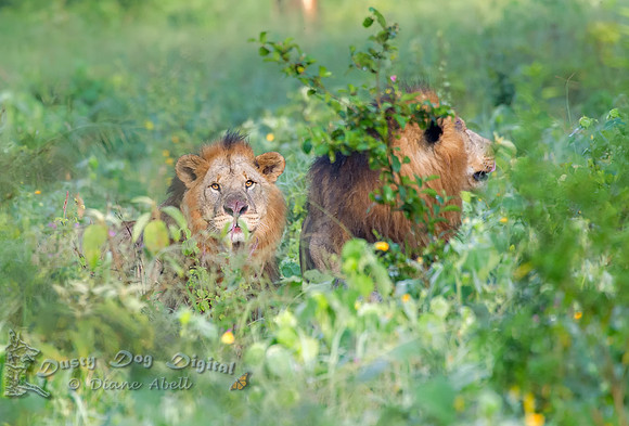Two Lions