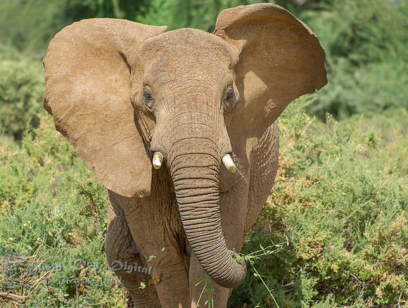 Elephant Stare