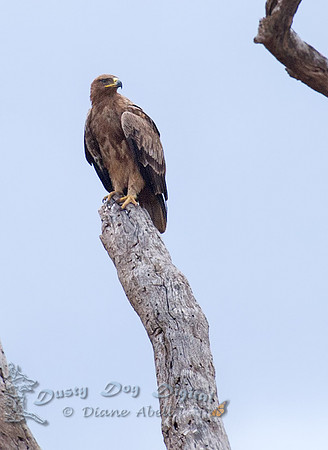 Tawny Eagle, juvenile