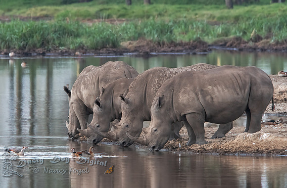Rinoceros at Water's Edge
