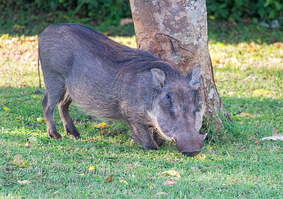 Warthog