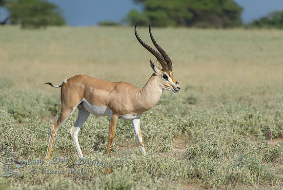 Impala