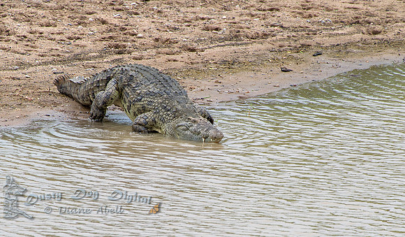 Nile Crocodile