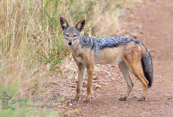 Jackal