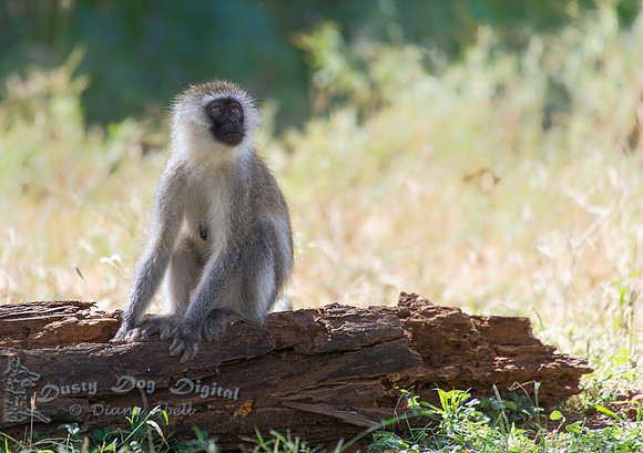 Vervet Monkey
