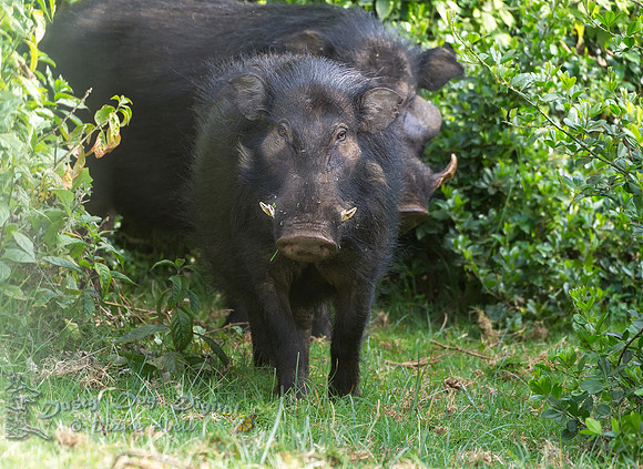 Forest Hog