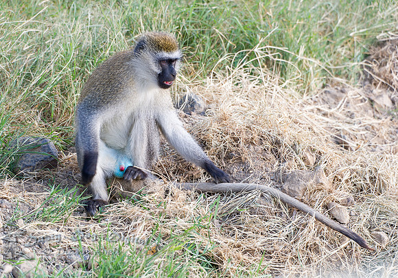 Vervet Monkey, male