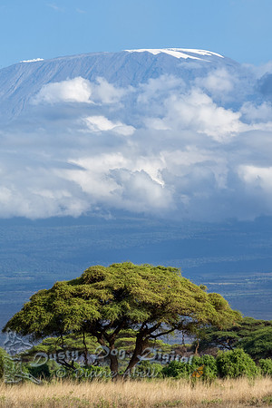 Acacia Tree with Mount Kilimanjaro in the Background