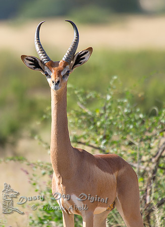 Gerenuk Ears
