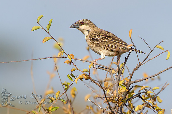 Sparrow Weaver