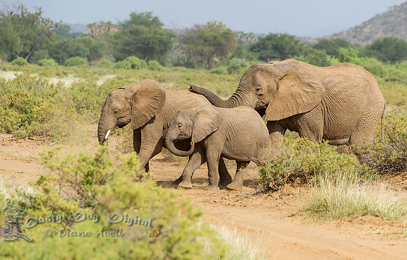 Elephant Trio