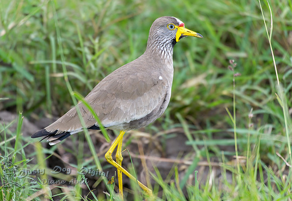 African Wattled Lapwing