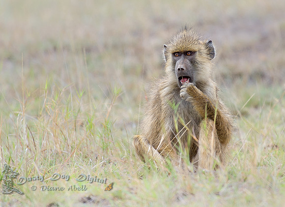 Yellow Baboon