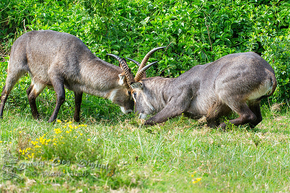 Fighting Waterbucks
