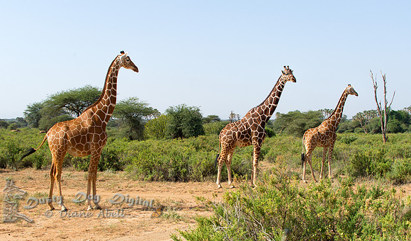 Reticulated Giraffes