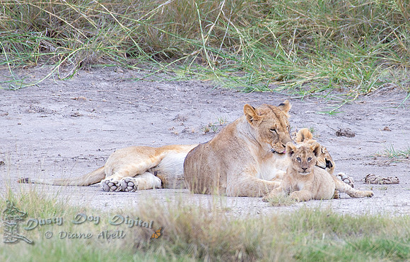 Lion Cub with Mama