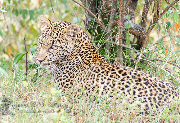 Leopard