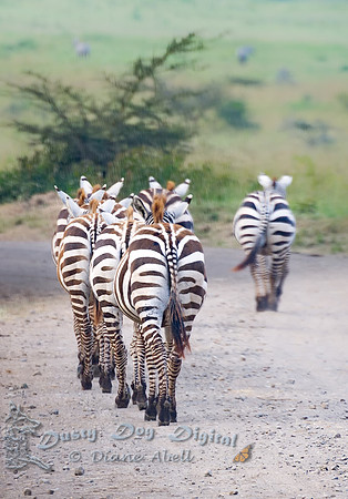 Zebras Walking Down the Road