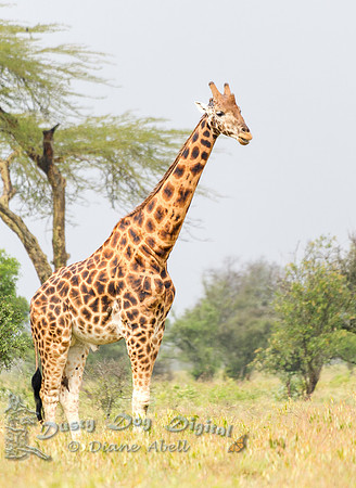 Rothschild's Giraffe