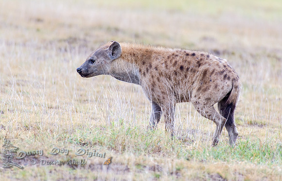 Hyena