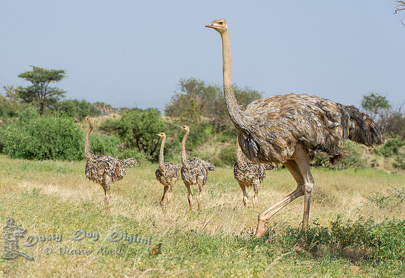 Somali Ostrich, female, and Chicks