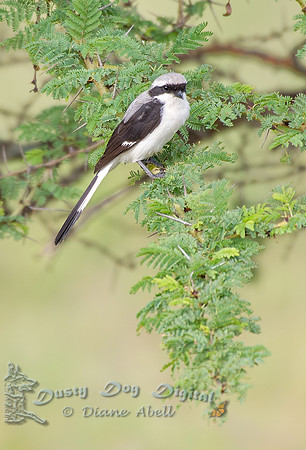 Gray-backed Fiscal