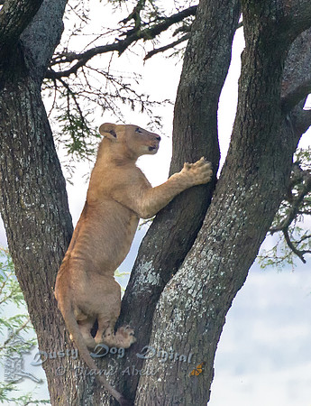 Lion Cub in the Tree