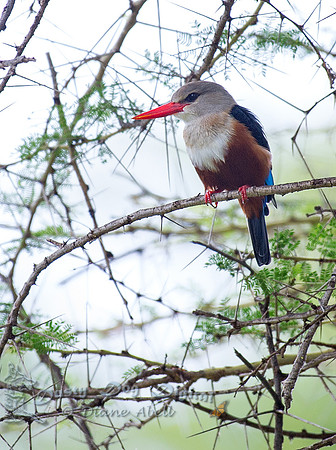 Gray-headed Kingfisher