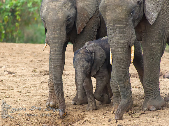 Newborn Elephant