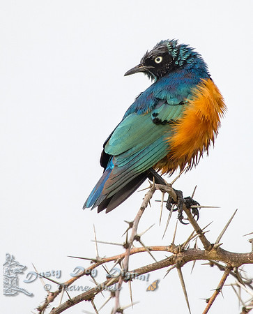 Superb Starling