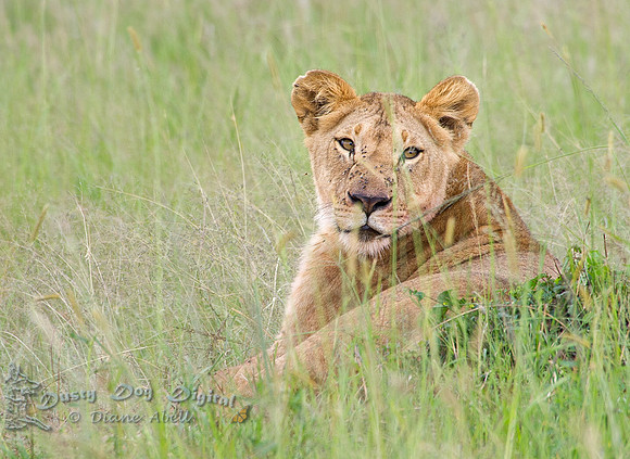 Sated Lion