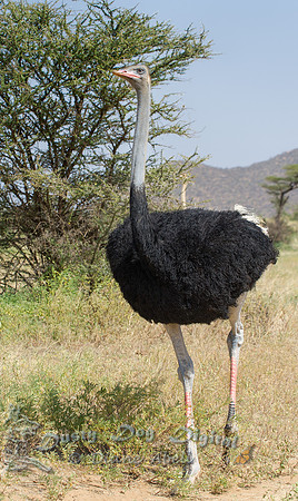 Somali Ostrich, male