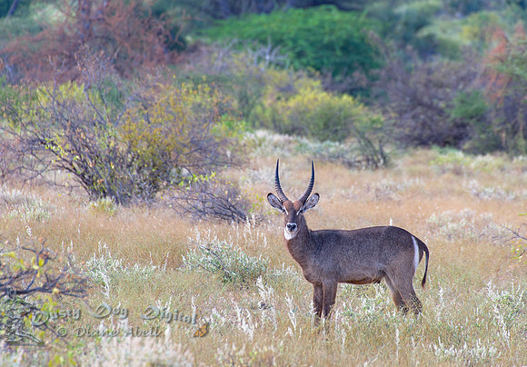 Waterbuck, male