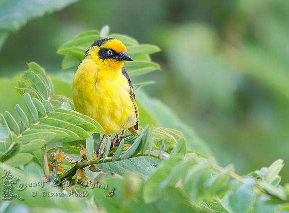 Baglafecht Weaver