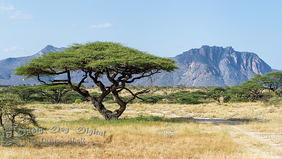 Acacia Tree and Mountains