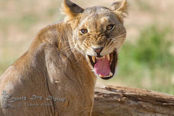 Lion Snarl