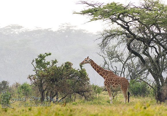 Rothchild's Giraffe