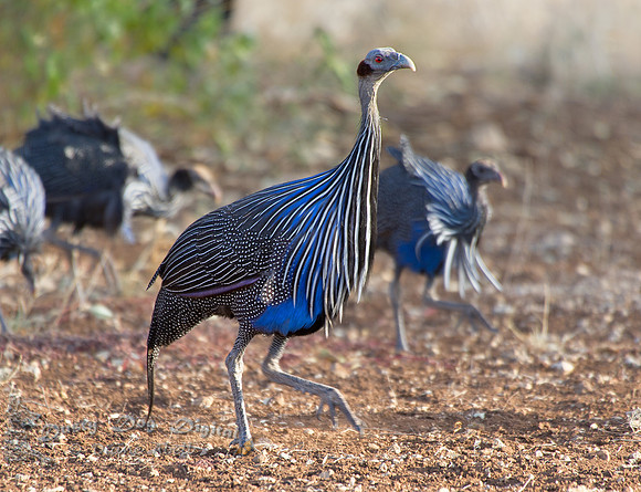 Vulturine Guineafowl