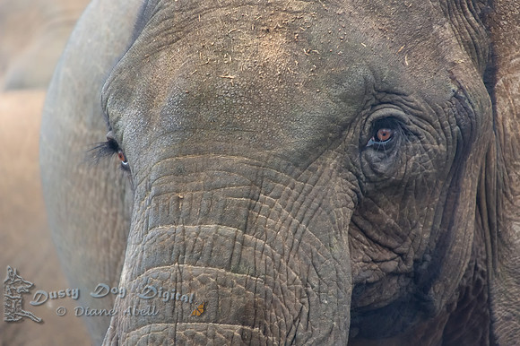 Elephant Stare