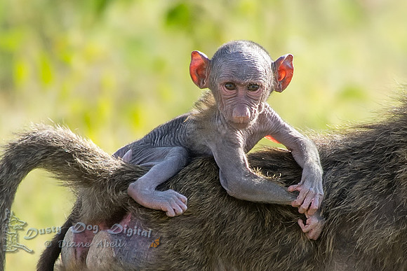 Baboon Baby Close-up