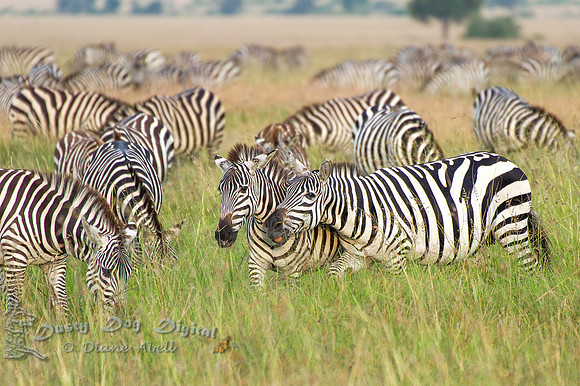 Zebras