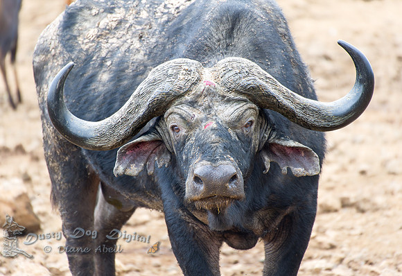 Cape Buffalo