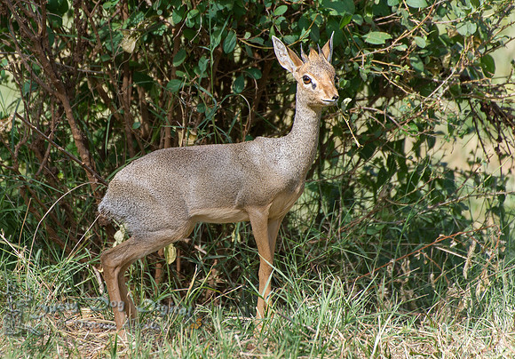 Dik Dik